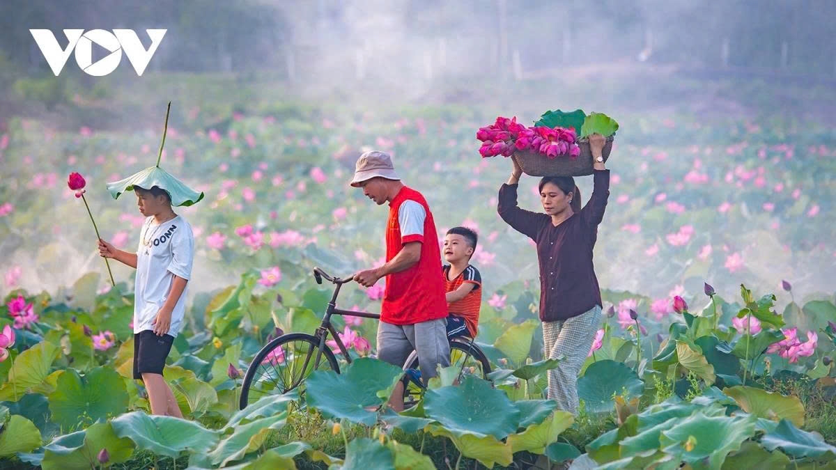 tra ly lotus pond a hidden gem in quang nam picture 10