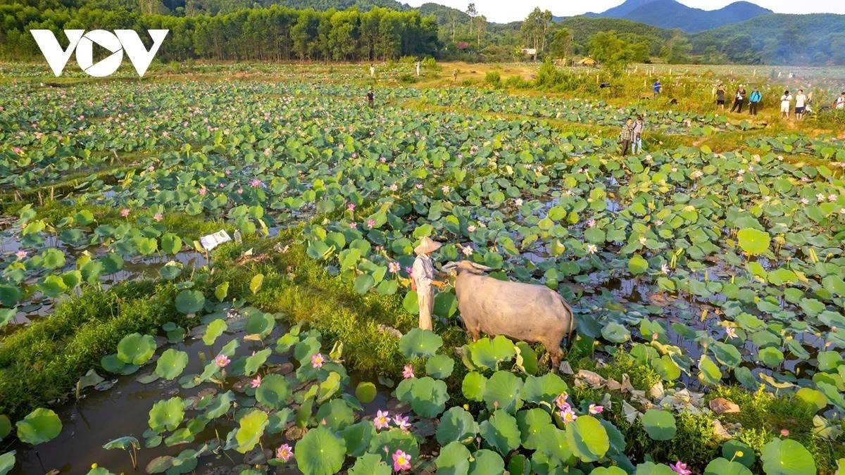 tra ly lotus pond a hidden gem in quang nam picture 11