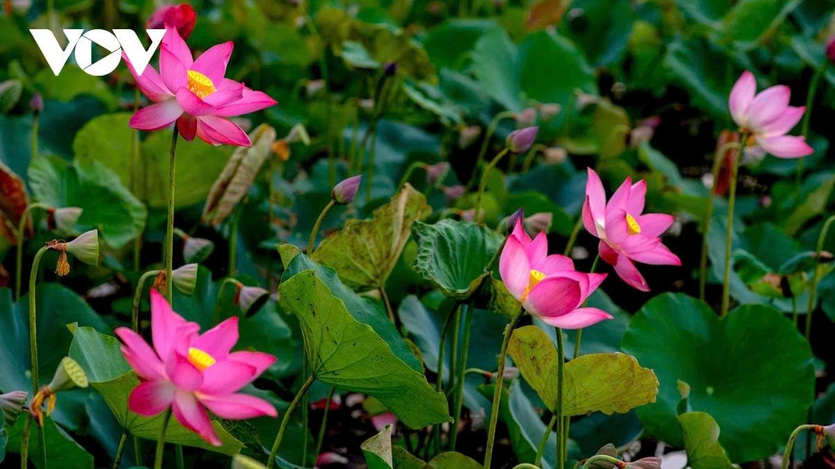 tra ly lotus pond a hidden gem in quang nam picture 3