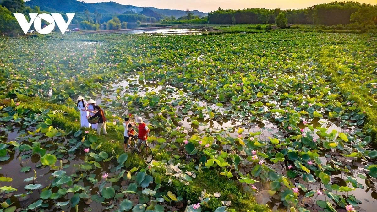 tra ly lotus pond a hidden gem in quang nam picture 4