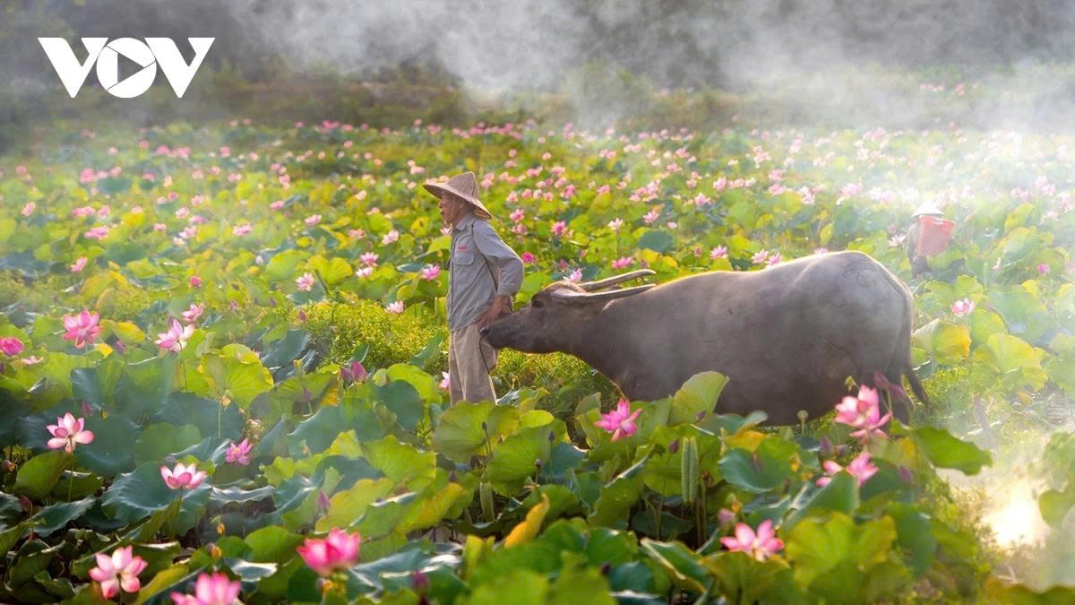 tra ly lotus pond a hidden gem in quang nam picture 6