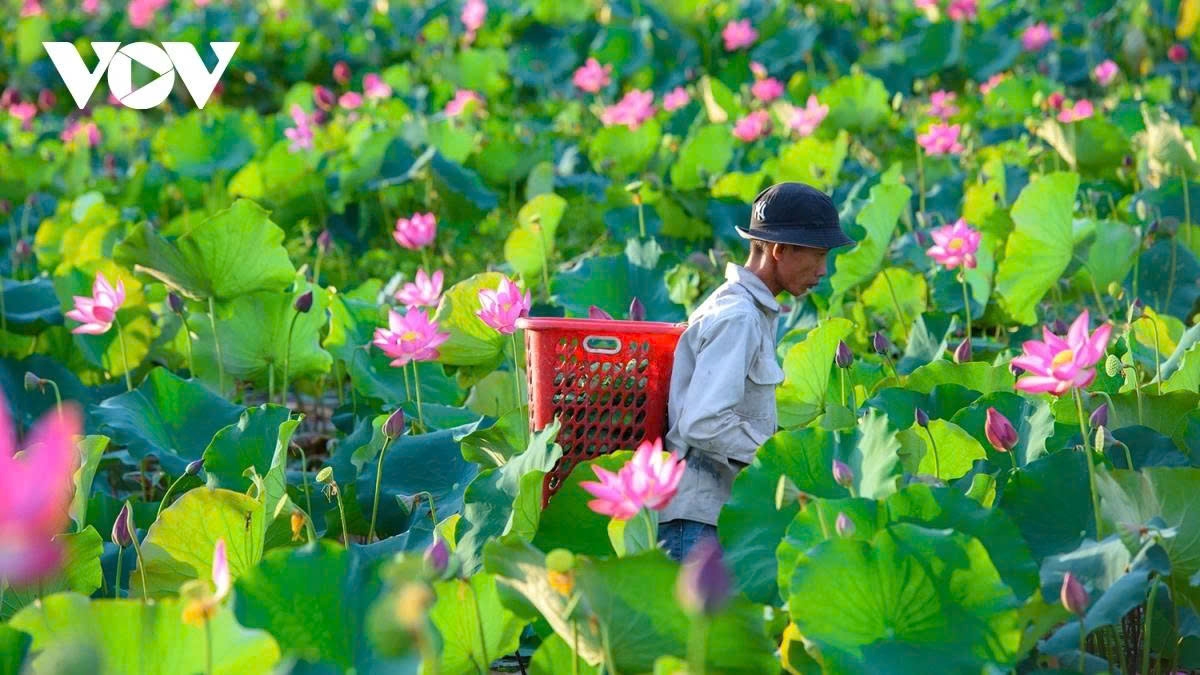 tra ly lotus pond a hidden gem in quang nam picture 7