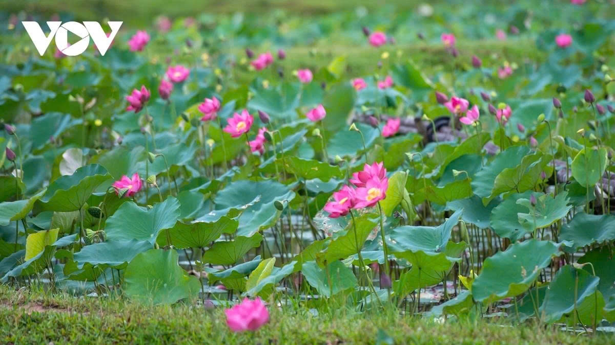 tra ly lotus pond a hidden gem in quang nam picture 8
