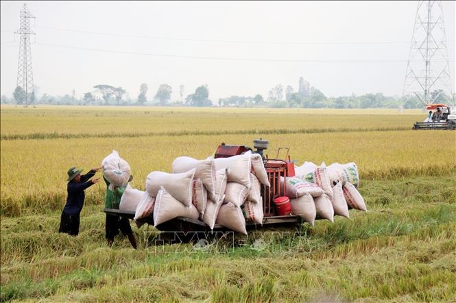Giá lúa Hè Thu không cao, nông dân lợi nhuận thấp