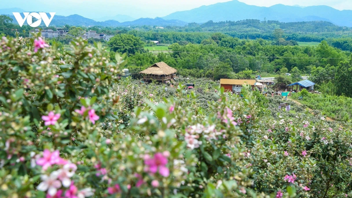 uk newspaper reveals eight top holiday spots in vietnam picture 8 uk newspaper reveals eight top holiday spots in vietnam picture 8