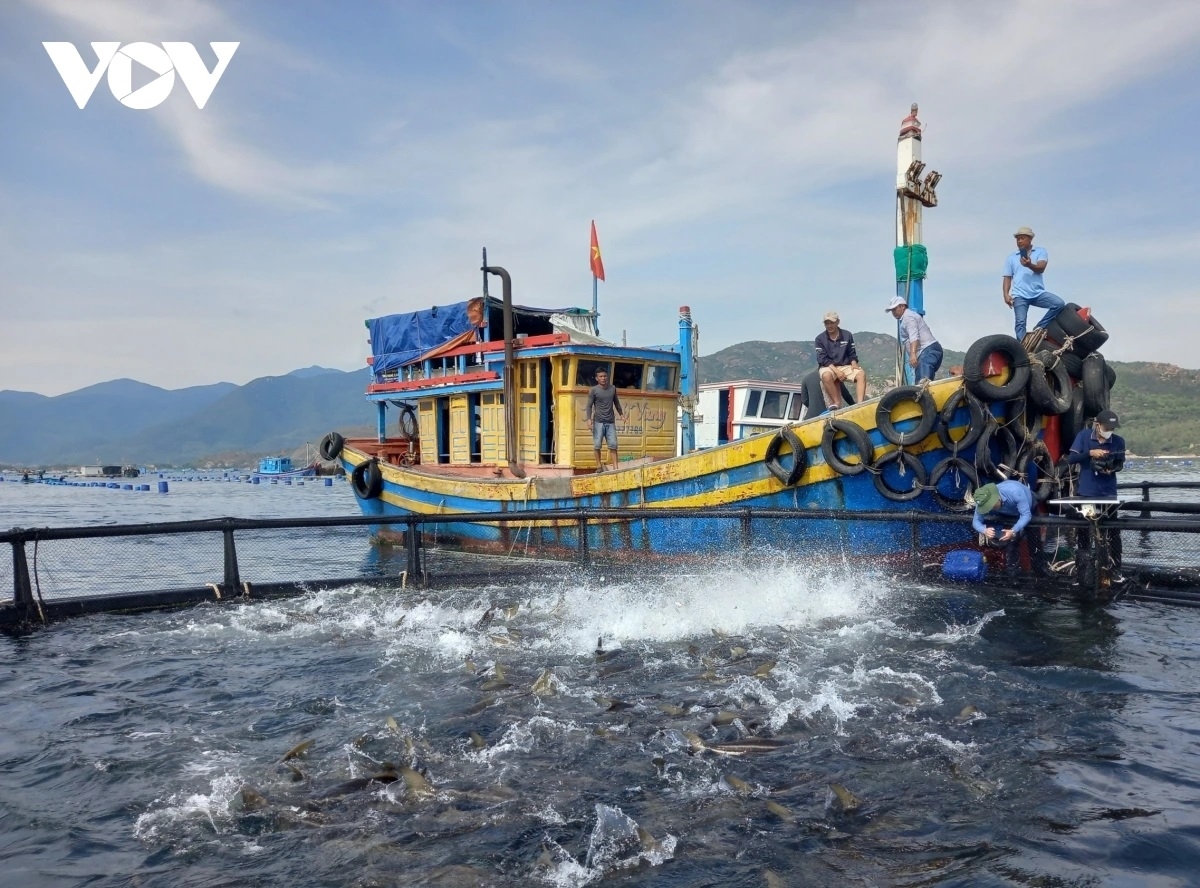 kinh tế biển khánh hòa chuyển biến từ hệ sinh thái đến công nghệ hình ảnh 2 kinh te bien khanh hoa chuyen bien tu he sinh thai den cong nghe hinh anh 2