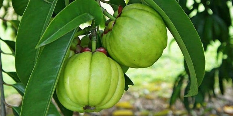 Quả dại từng cho không ai lấy, nay được săn lùng, giá lên tới 180.000 đồng/kg