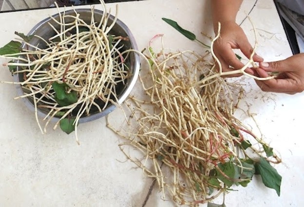 loại rễ cây tưởng chỉ bỏ đi lại là vị thuốc đại bổ, cực sẵn ở việt nam hình ảnh 1 loai re cay tuong chi bo di lai la vi thuoc dai bo, cuc san o viet nam hinh anh 1