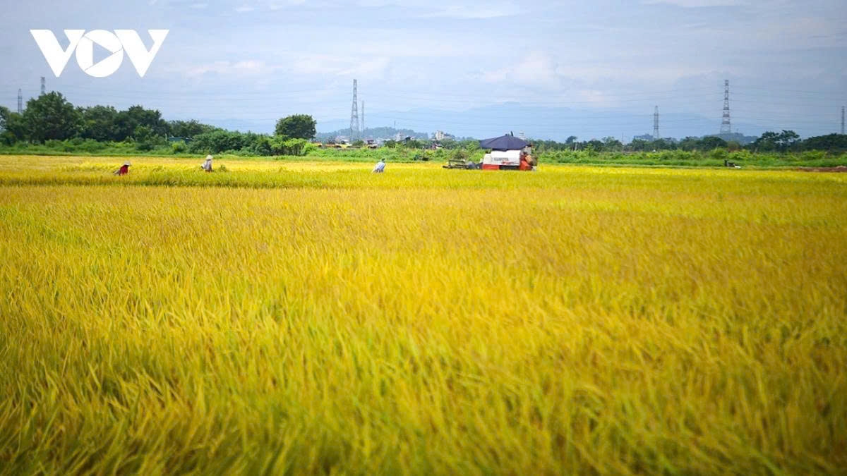 harvest season transforms hanoi s outskirts into a living canvas picture 1 harvest season transforms hanoi s outskirts into a living canvas picture 1