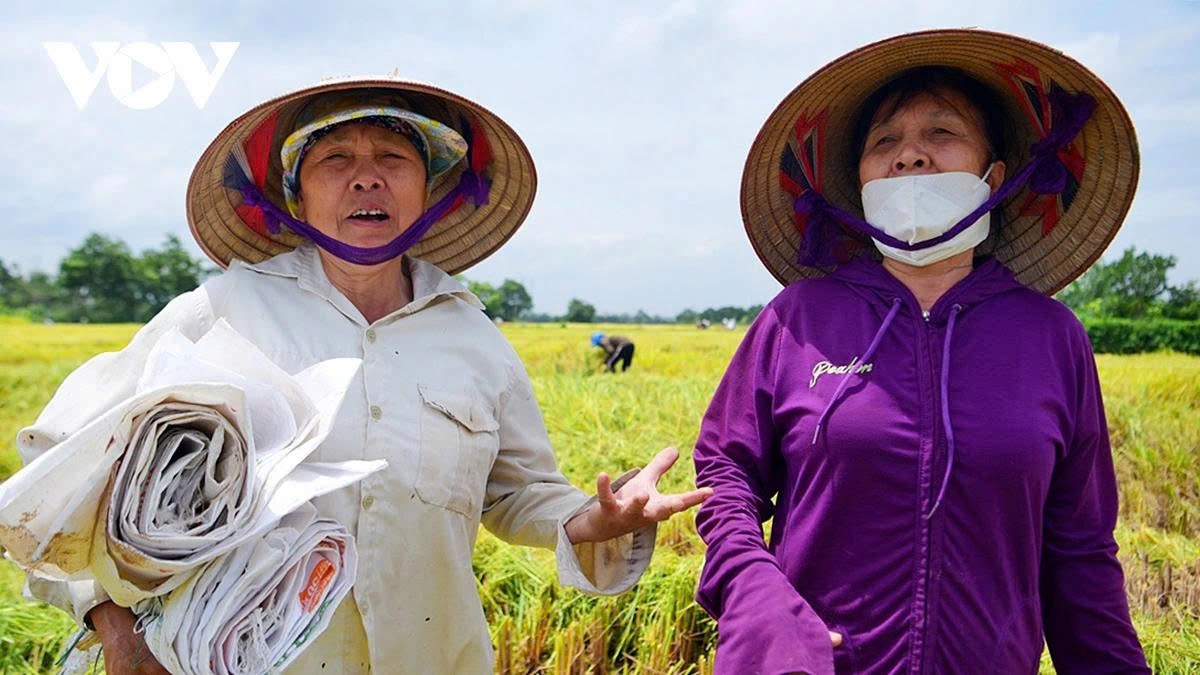 harvest season transforms hanoi s outskirts into a living canvas picture 10