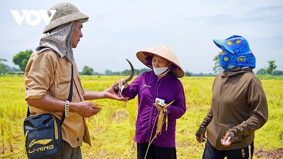 harvest season transforms hanoi s outskirts into a living canvas picture 11 harvest season transforms hanoi s outskirts into a living canvas picture 11