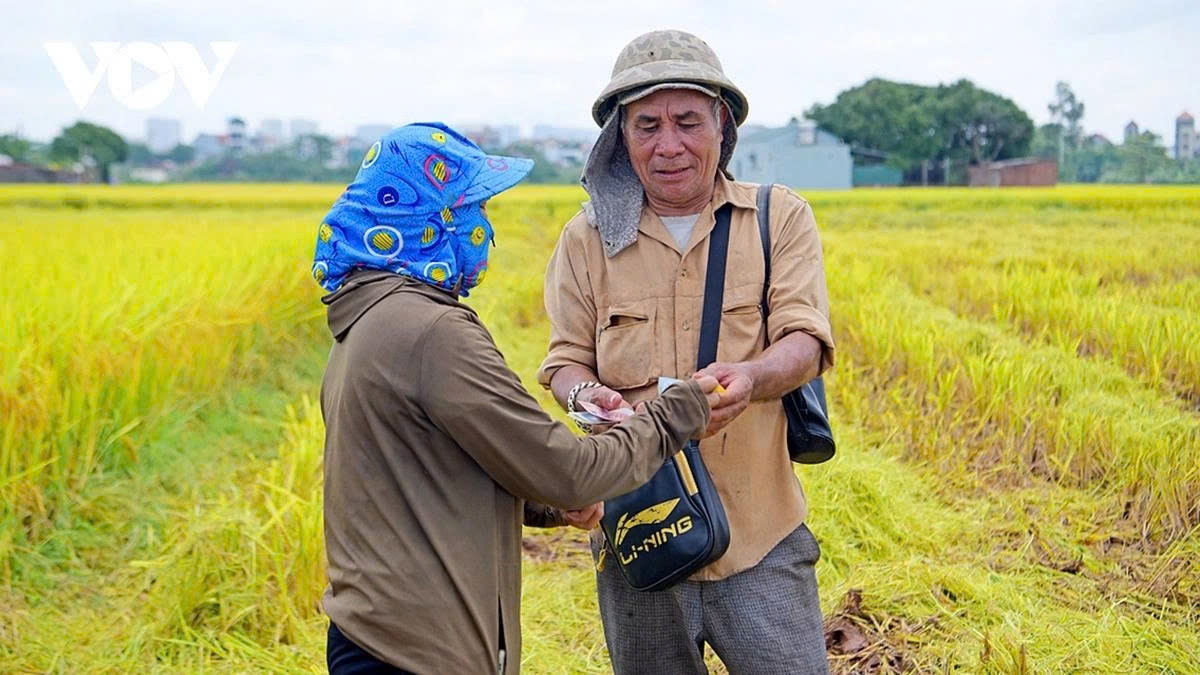 harvest season transforms hanoi s outskirts into a living canvas picture 12 harvest season transforms hanoi s outskirts into a living canvas picture 12