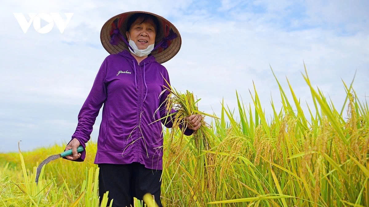 harvest season transforms hanoi s outskirts into a living canvas picture 13 harvest season transforms hanoi s outskirts into a living canvas picture 13