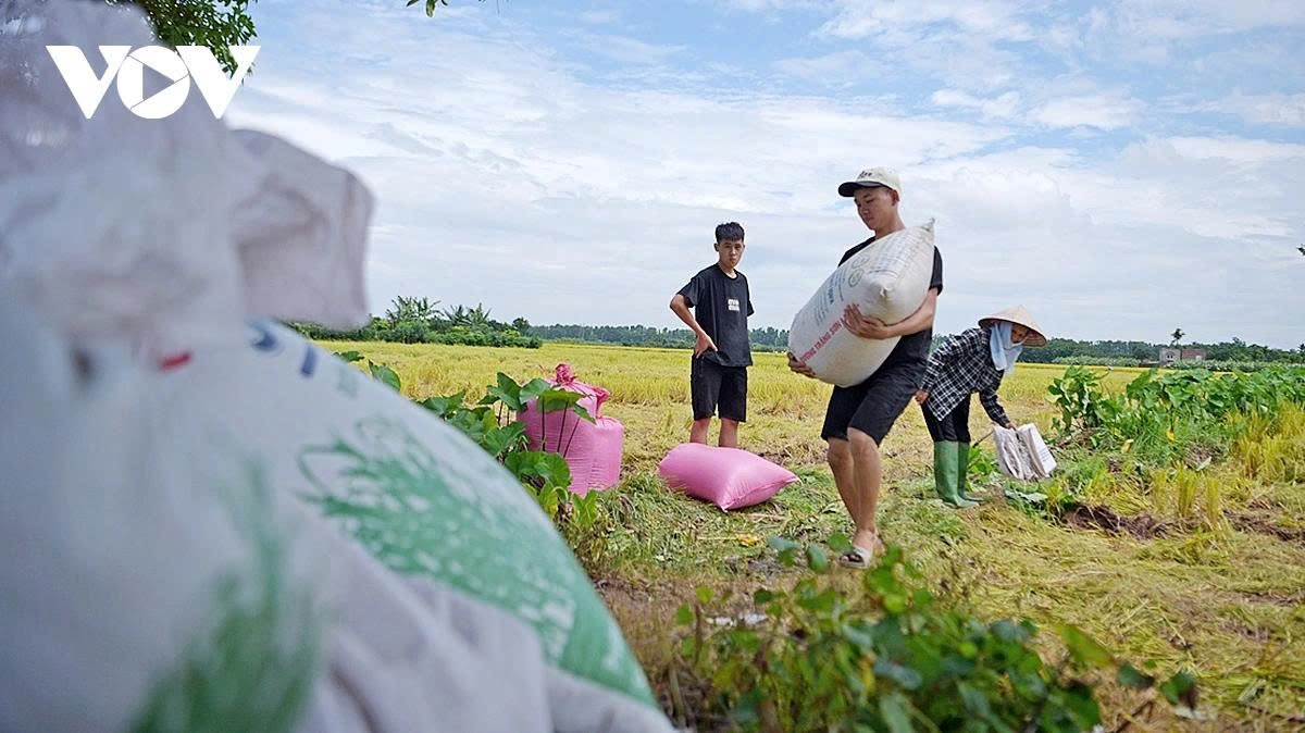 harvest season transforms hanoi s outskirts into a living canvas picture 14 harvest season transforms hanoi s outskirts into a living canvas picture 14