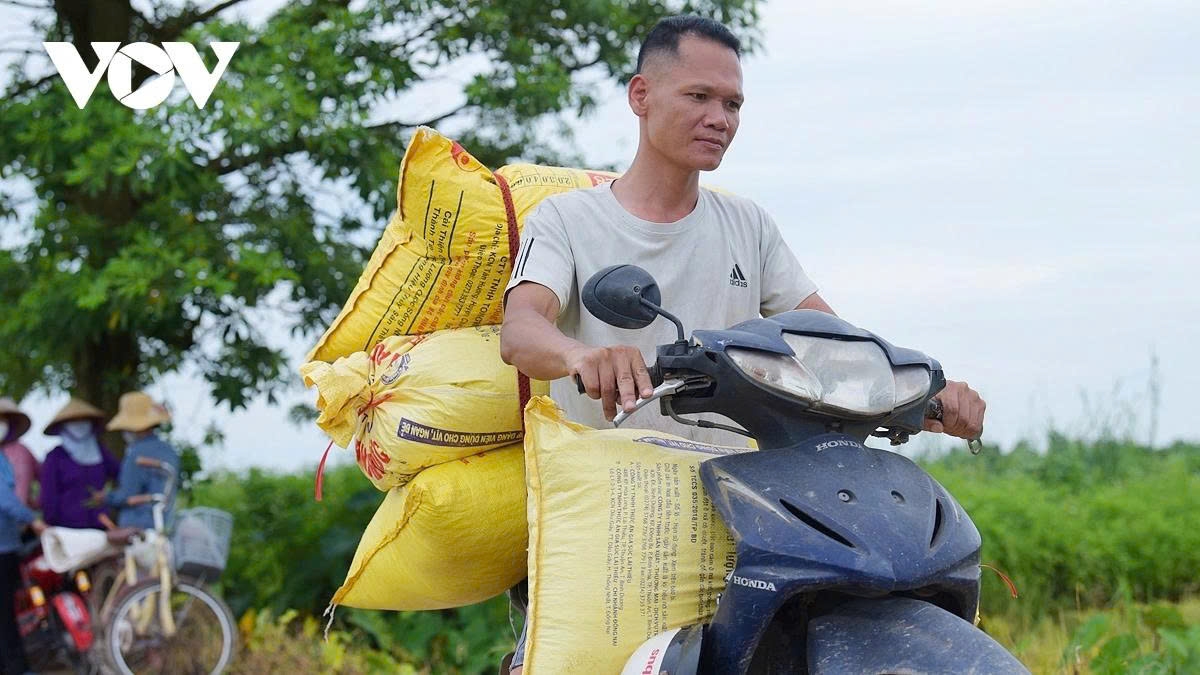 harvest season transforms hanoi s outskirts into a living canvas picture 15 harvest season transforms hanoi s outskirts into a living canvas picture 15