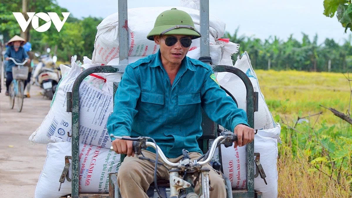 harvest season transforms hanoi s outskirts into a living canvas picture 16