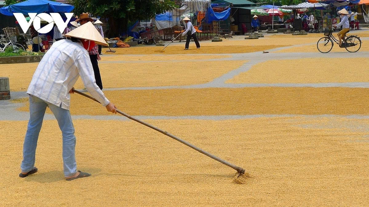 harvest season transforms hanoi s outskirts into a living canvas picture 17 harvest season transforms hanoi s outskirts into a living canvas picture 17