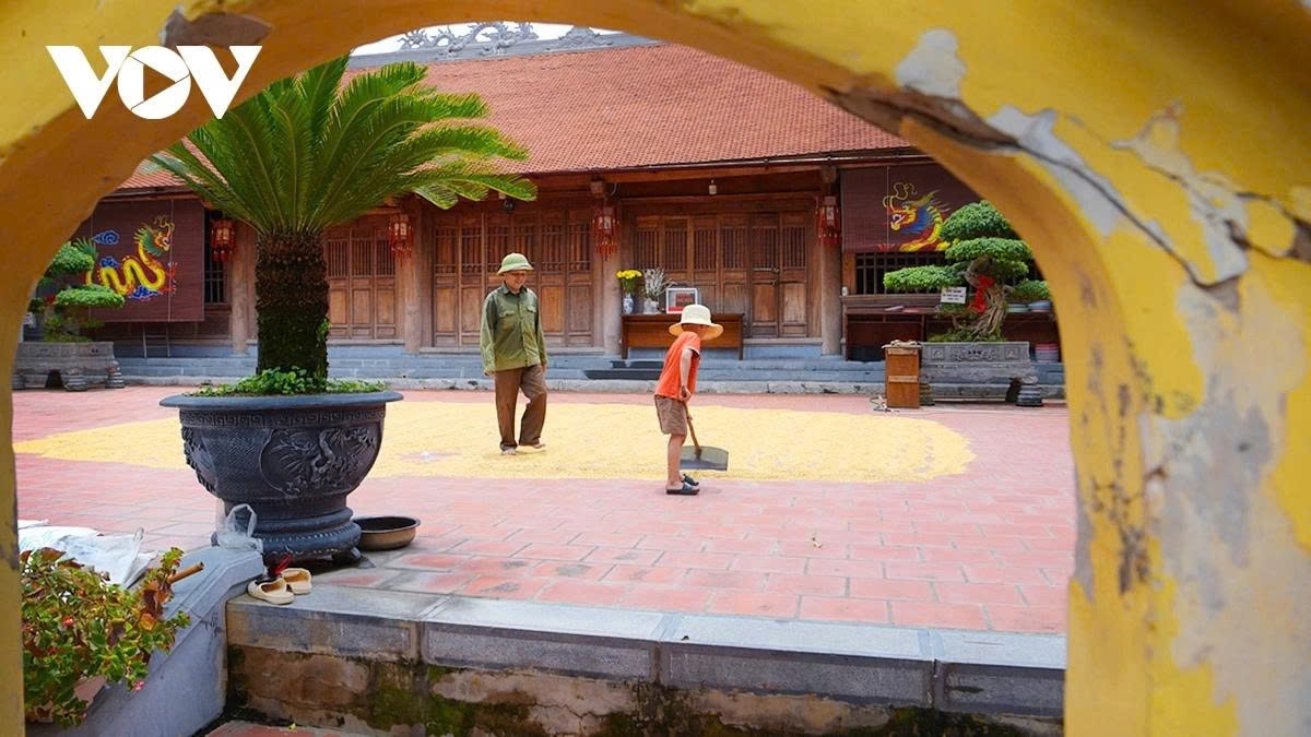 harvest season transforms hanoi s outskirts into a living canvas picture 18 harvest season transforms hanoi s outskirts into a living canvas picture 18