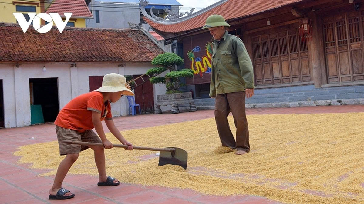 harvest season transforms hanoi s outskirts into a living canvas picture 19