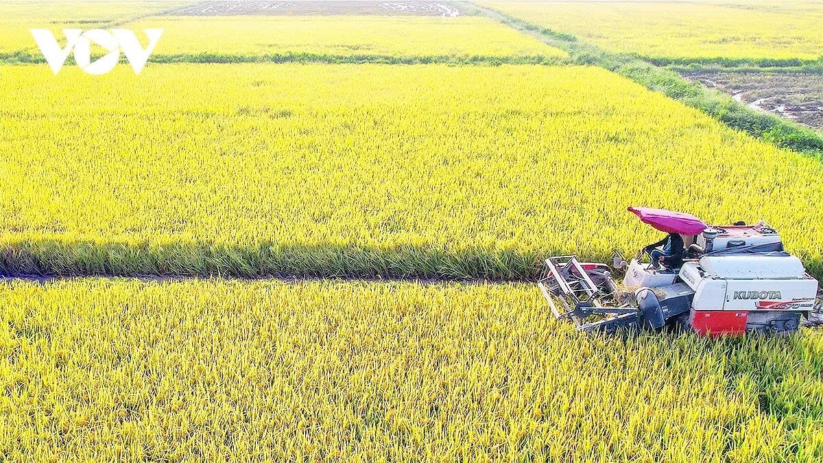 harvest season transforms hanoi s outskirts into a living canvas picture 2 harvest season transforms hanoi s outskirts into a living canvas picture 2