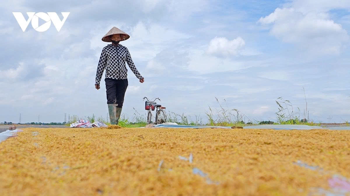 harvest season transforms hanoi s outskirts into a living canvas picture 20