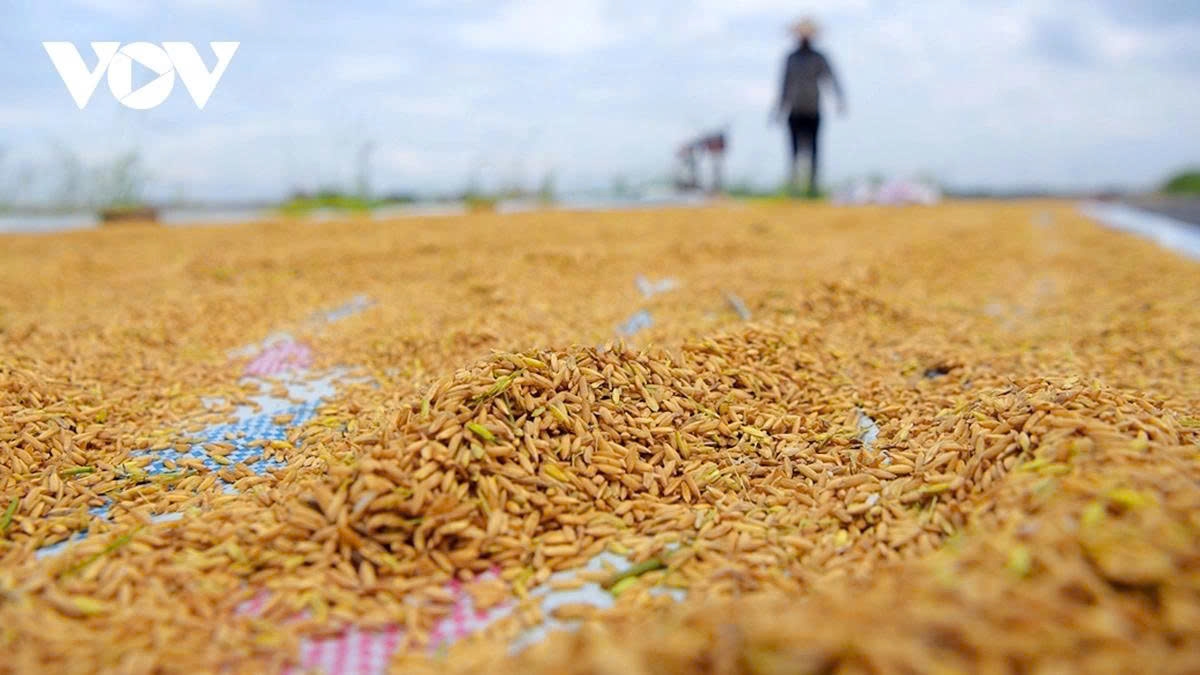 harvest season transforms hanoi s outskirts into a living canvas picture 21