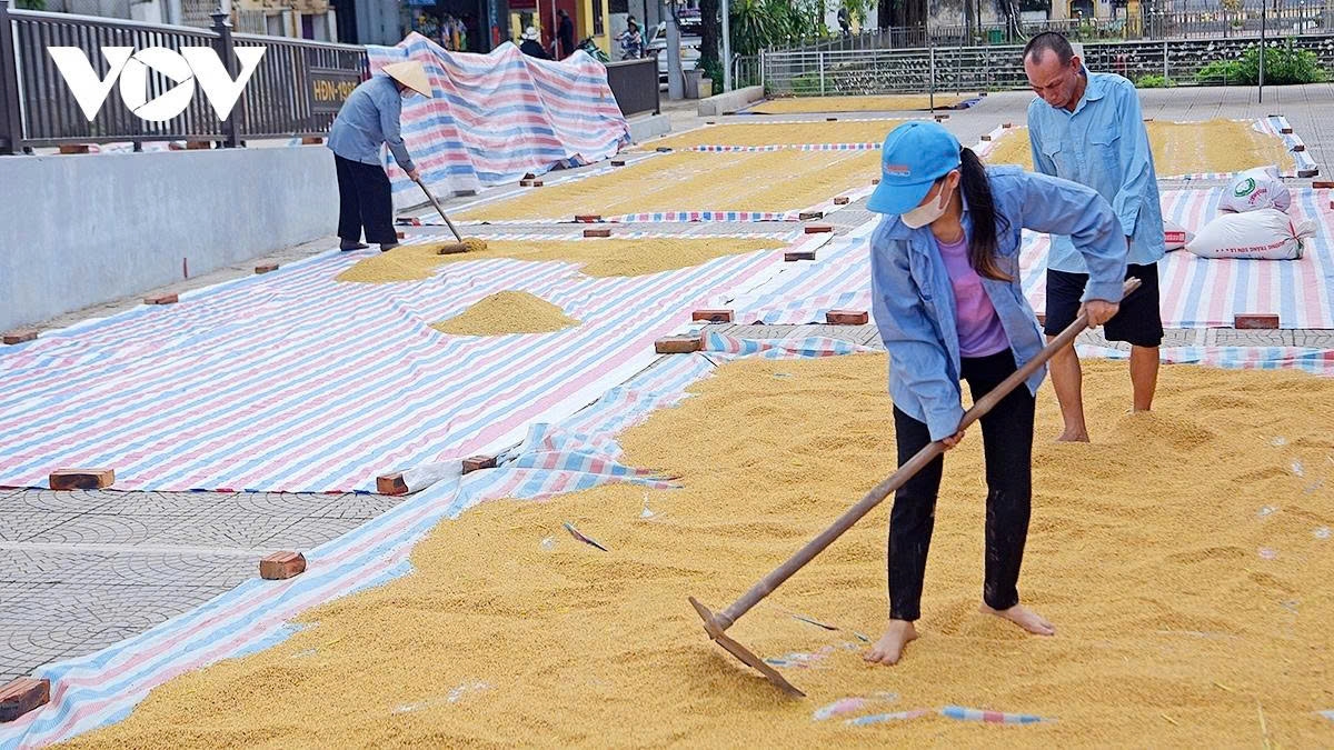 harvest season transforms hanoi s outskirts into a living canvas picture 22