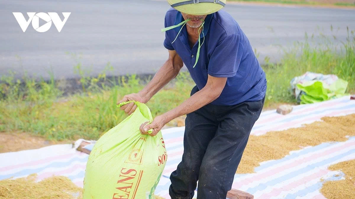 harvest season transforms hanoi s outskirts into a living canvas picture 23