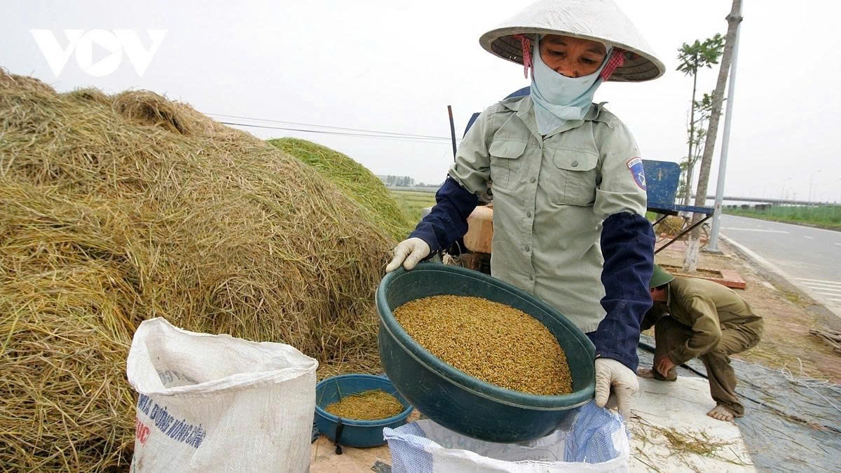 harvest season transforms hanoi s outskirts into a living canvas picture 24