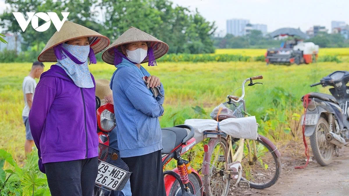 harvest season transforms hanoi s outskirts into a living canvas picture 3 harvest season transforms hanoi s outskirts into a living canvas picture 3