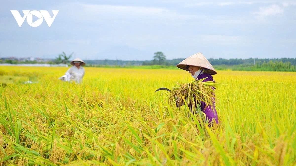 harvest season transforms hanoi s outskirts into a living canvas picture 4 harvest season transforms hanoi s outskirts into a living canvas picture 4