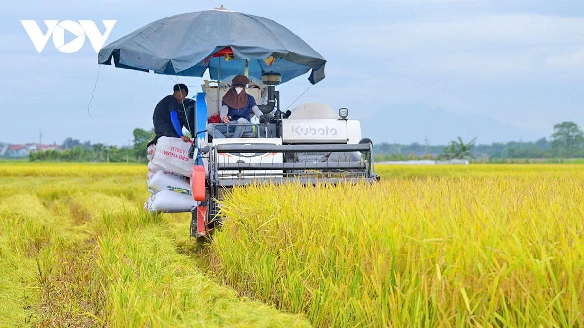harvest season transforms hanoi s outskirts into a living canvas picture 5 harvest season transforms hanoi s outskirts into a living canvas picture 5