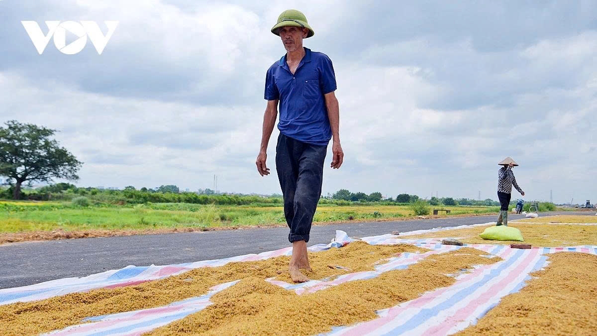 harvest season transforms hanoi s outskirts into a living canvas picture 6 harvest season transforms hanoi s outskirts into a living canvas picture 6