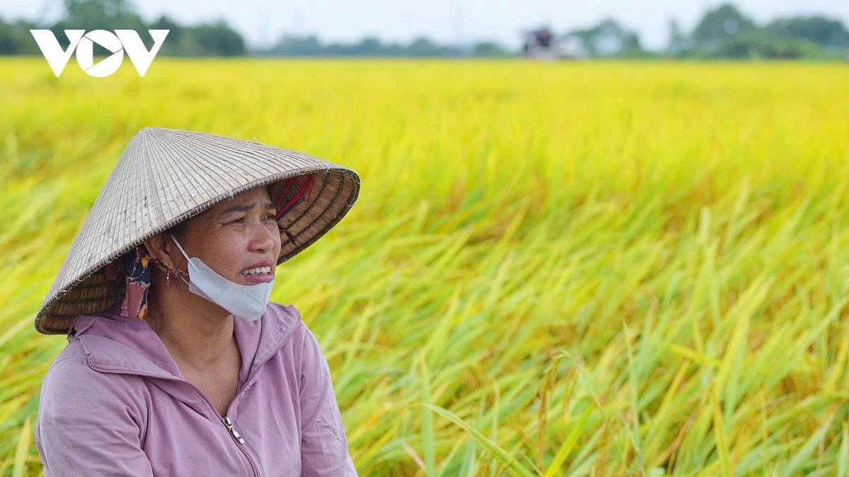 harvest season transforms hanoi s outskirts into a living canvas picture 8 harvest season transforms hanoi s outskirts into a living canvas picture 8