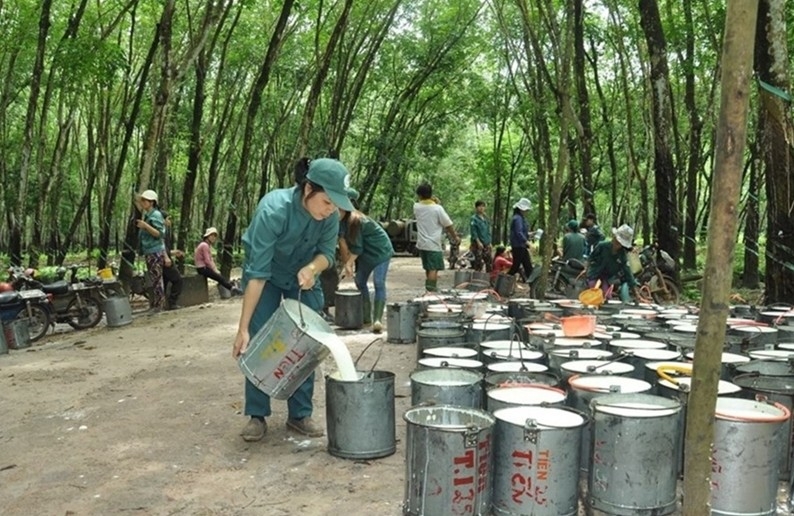 policy push needed as vietnam moves to grow eu rubber exports picture 1 policy push needed as vietnam moves to grow eu rubber exports picture 1