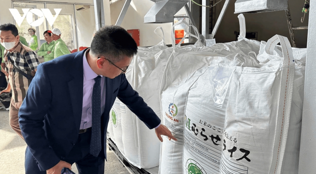 vietnam ships first batch of low-emission rice to japan picture 2 vietnam ships first batch of low-emission rice to japan picture 2