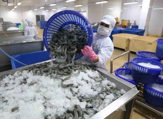us issues preliminary decision on anti-dumping tariffs for vietnamese shrimp picture 1 us issues preliminary decision on anti-dumping tariffs for vietnamese shrimp picture 1