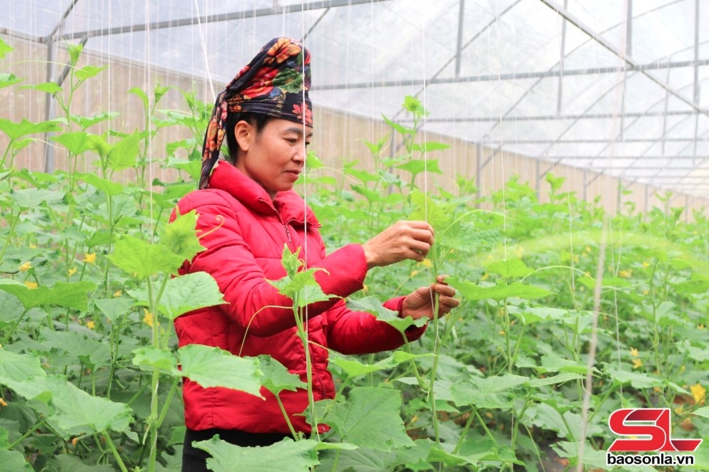 khai thác lợi thế phát triển nông nghiệp bền vững hình ảnh 2 khai thac loi the phat trien nong nghiep ben vung hinh anh 2
