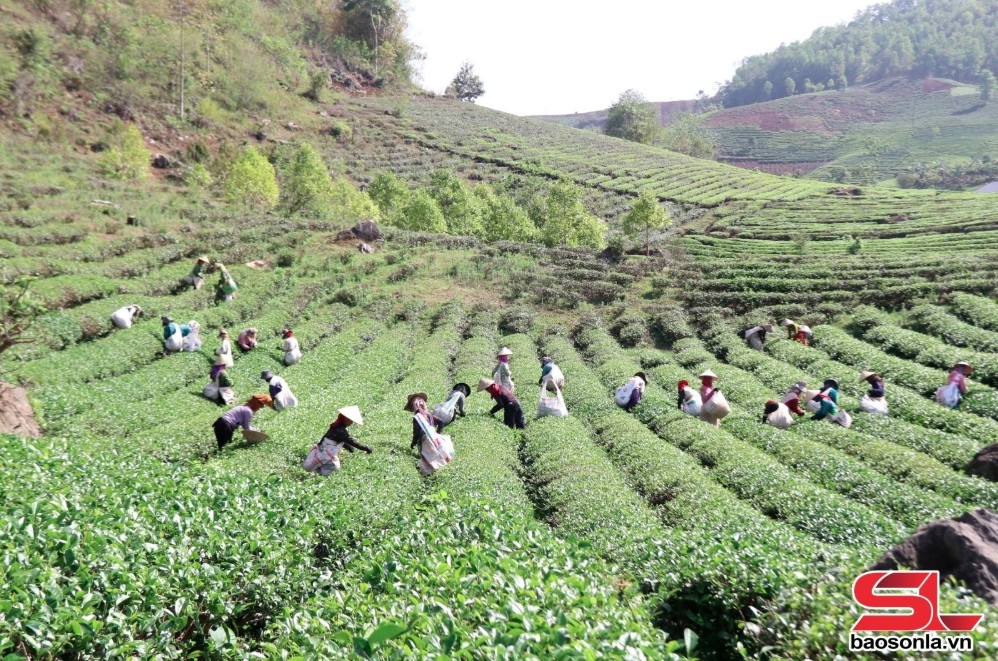 khai thác lợi thế phát triển nông nghiệp bền vững hình ảnh 1 khai thac loi the phat trien nong nghiep ben vung hinh anh 1