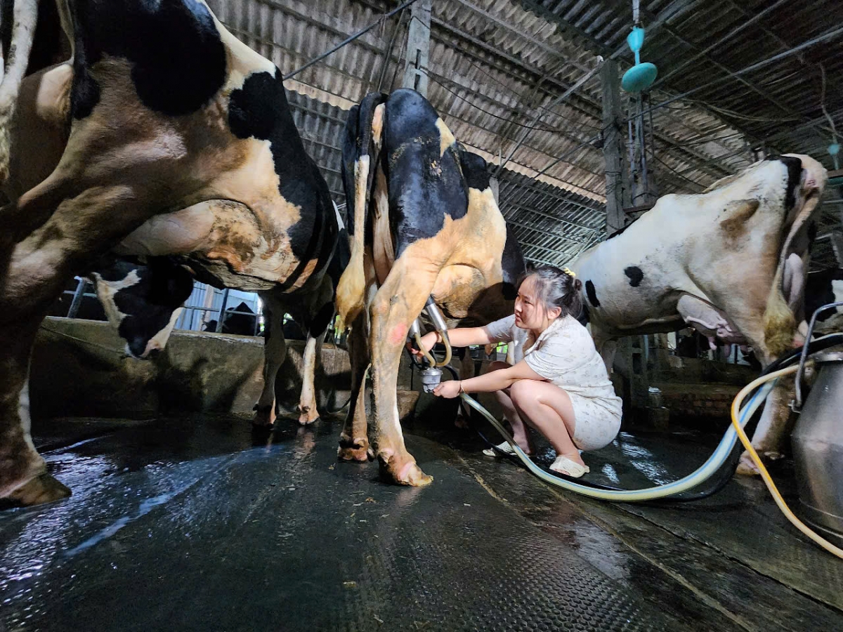 sản xuất, chăn nuôi bò sữa ở ba vì ảnh hưởng vì thông tin sai lệch trên mạng xã hội hình ảnh 2 san xuat, chan nuoi bo sua o ba vi anh huong vi thong tin sai lech tren mang xa hoi hinh anh 2