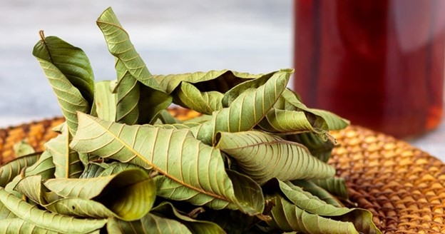 loại lá phơi khô sẽ hóa thuốc quý , việt nam cực sẵn lại ít người biết tận dụng hình ảnh 1 loai la phoi kho se hoa thuoc quy , viet nam cuc san lai it nguoi biet tan dung hinh anh 1