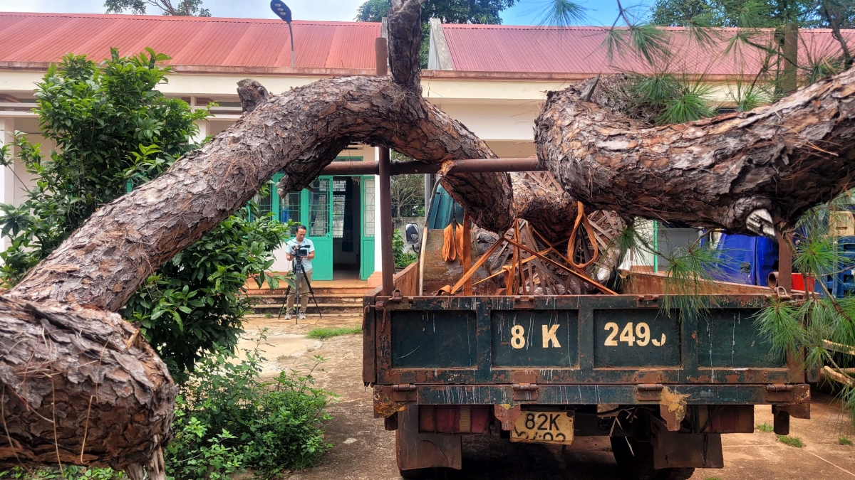 Bị phát hiện chở 2 cây thông không rõ nguồn gốc, tài xế bỏ xe chạy trốn
