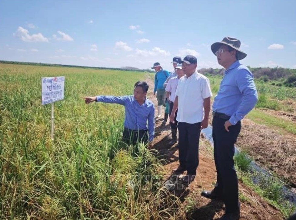 vietnam-cuba rice production cooperation project generates positive results picture 1 vietnam-cuba rice production cooperation project generates positive results picture 1