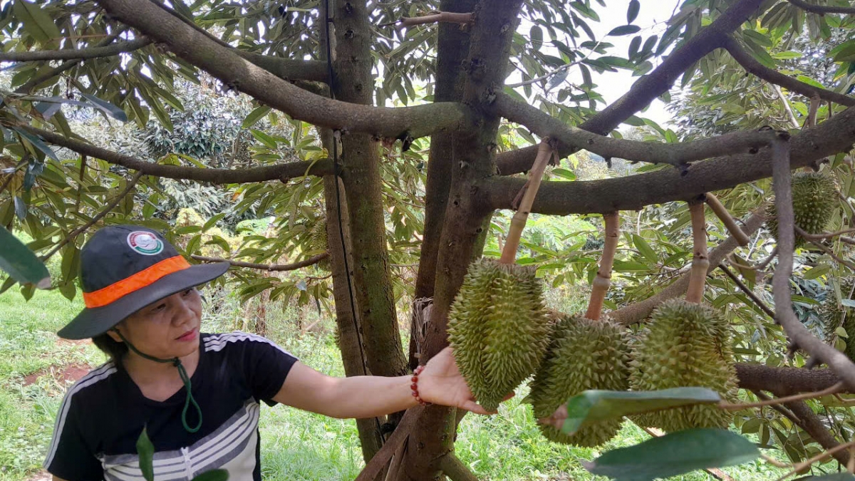 Nông dân trồng sầu riêng ở Bình Phước chồng chất nỗi lo