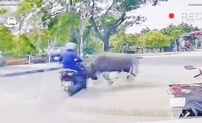 Trâu "điên" lao ra đường, húc gãy xương sườn người phụ nữ ở Thanh Hóa