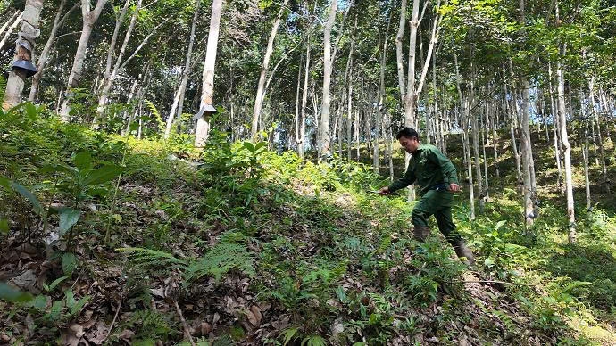 phú riềng Đỏ ở biên giới tây bắc hình ảnh 2 phu rieng Do o bien gioi tay bac hinh anh 2