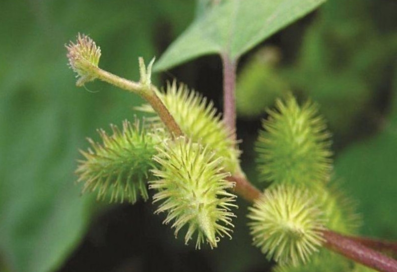 Loại quả lông gai tua tủa bỗng thành “mỏ vàng” dược liệu