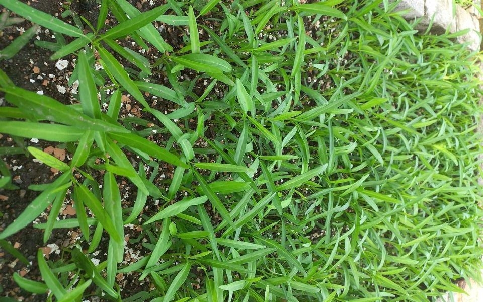 rau muống dễ nhiễm chì, làm sao để bà nội trợ nhận biết hình ảnh 2 rau muong de nhiem chi, lam sao de ba noi tro nhan biet hinh anh 2