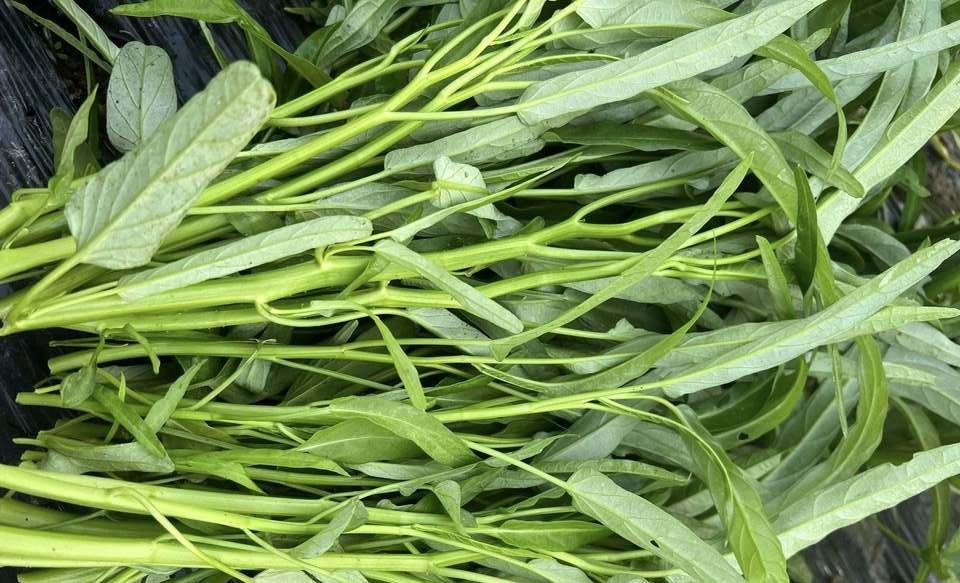 Rau muống dễ nhiễm chì, làm sao để bà nội trợ nhận biết?
