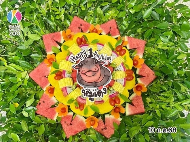 moo deng hơn cả một ngôi sao , cô hà mã lùn nổi tiếng thái lan tròn 1 tuổi hình ảnh 4 moo deng hon ca mot ngoi sao , co ha ma lun noi tieng thai lan tron 1 tuoi hinh anh 4